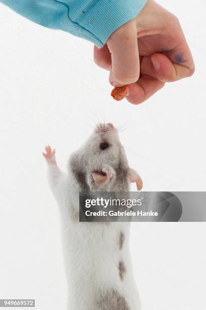 syrian hamster (mesocricetus auratus), is fed by child, makes male, studio shot - golden hamster stock pictures, royalty-free photos & images