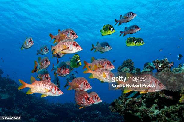 diver observes swarm sabre squirrelfish (sargocentron spiniferum), together with raccoon butterflyfishn (chaetodon lunula), pacific ocean, french polynesia - long jawed squirrel fish stockfoto's en -beelden