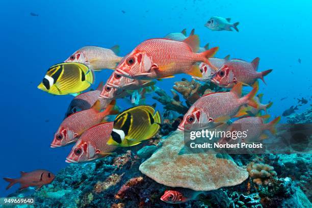 swarm sabre squirrelfish (sargocentron spiniferum), together with raccoon butterflyfishn (chaetodon lunula), pacific ocean, french polynesia - long jawed squirrel fish stockfoto's en -beelden