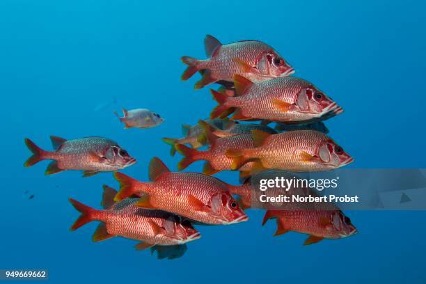 swarm sabre squirrelfishes (sargocentron spiniferum), pacific, french polynesia - long jawed squirrel fish stockfoto's en -beelden