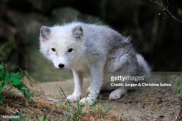 arctic fox (alopex lagopus), cub, vigilant, captive - arctic fox cub stock pictures, royalty-free photos & images