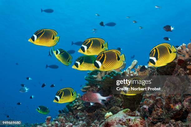 swarm raccoon butterflyfish (chaetodon lunula), yellow, together with sabre squirrelfish (sargocentron spiniferum), swimming over coral reef, pacific ocean, french polynesia - raccoon butterflyfish stock pictures, royalty-free photos & images
