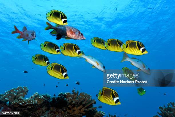 swarm raccoon butterflyfish (chaetodon lunula), yellow, together with sabre squirrelfishesn (sargocentron spiniferumn), red, swimming over coral reef, pacific ocean, french polynesia - squirrel fish stock-fotos und bilder