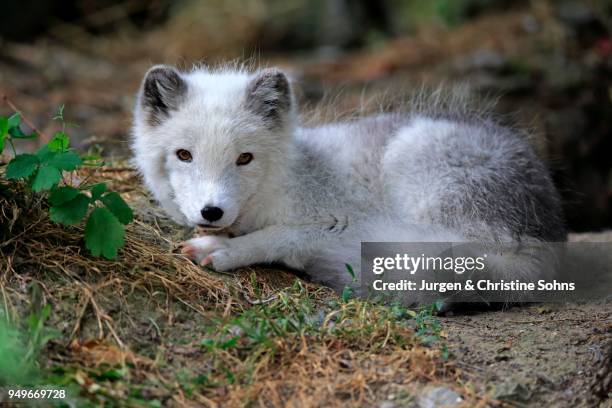 arctic fox (alopex lagopus), cub, resting, captive - arctic fox cub stock pictures, royalty-free photos & images