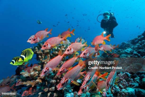 diver observes swarm sabre squirrelfish (sargocentron spiniferum), together with raccoon butterflyfishn (chaetodon lunula), pacific ocean, french polynesia - raccoon butterflyfish stock pictures, royalty-free photos & images