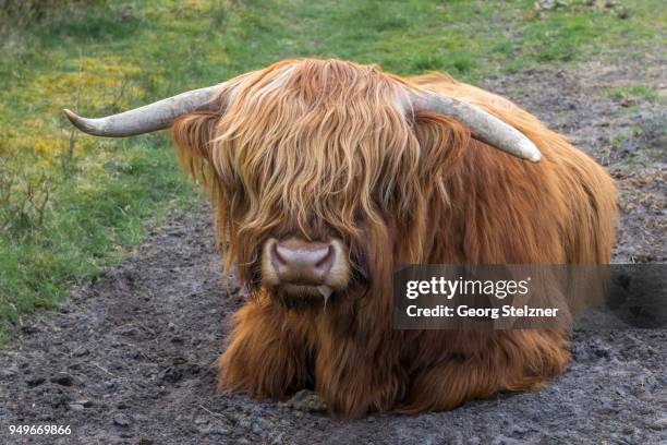 highland cattle (bos primigenius taurus), bull lying, henne strand, region syddanmark, denmark - bos taurus primigenius stock pictures, royalty-free photos & images