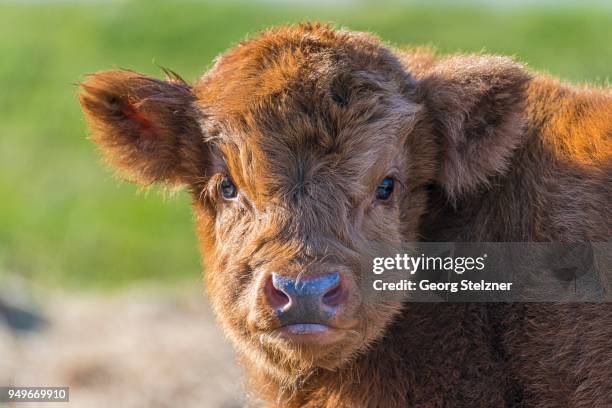 highland cattle (bos primigenius taurus), calf, animal portrait, henne strand, region syddanmark, denmark - bos taurus primigenius stock pictures, royalty-free photos & images