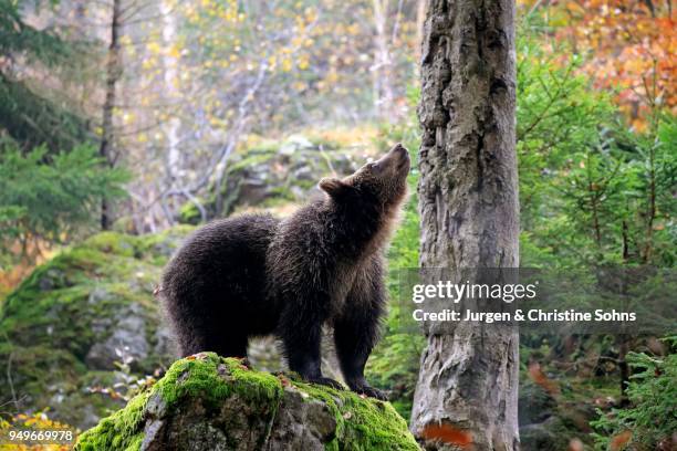european brown bear (ursus arctos arctos), young animal scenting, autumn, bavarian forest national park, germany - braunbär stock-fotos und bilder