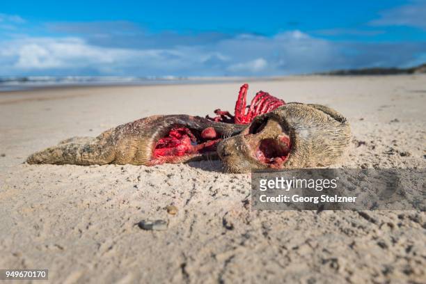 carcass, dead pitted seal on the beach of the north sea, henne strand, syddanmark, denmark - foca fotografías e imágenes de stock