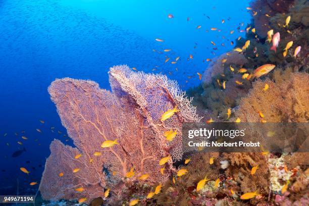 coral reef densely overgrown with gorgonians (gorgonacea), giant sea fan (annella mollis), fish shoal sea goldies (pseudanthias squamipinnis), red sea, egypt - gorgonacea stock pictures, royalty-free photos & images
