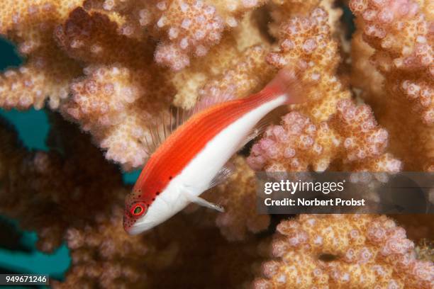 black-sided hawkfish (paracirrhites forsteri), juvenil, in front of stony coral (scleractinia), red sea, egypt - hawkfish stock-fotos und bilder