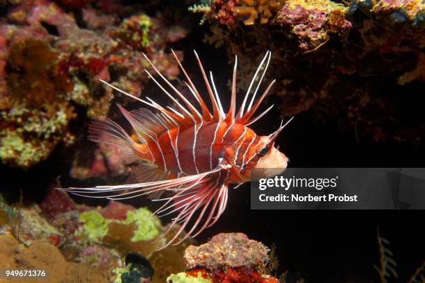 radial firefish (pterois radiata) at the coral reef, nocturnal, red sea, egypt - pterois radiata stock pictures, royalty-free photos & images