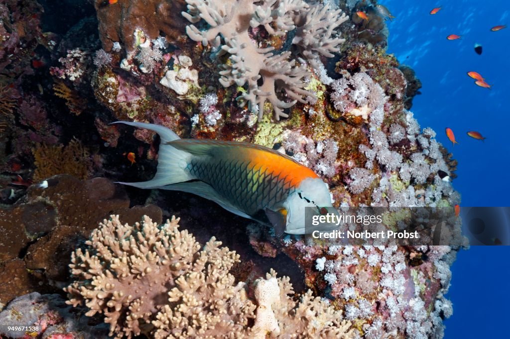 Sling-jaw wrasse (Epibulus insidiator) at the coral reef, male, Red Sea, Egypt