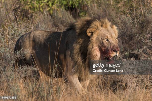 lion (panthera leo), male with blood on his mouth running through bushland, welgevonden privat game reserve, waterberge, limpopo, south africa - bloody lion stockfoto's en -beelden