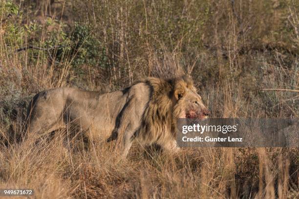 lion (panthera leo), male with blood on his mouth running through bushland, welgevonden privat game reserve, waterberge, limpopo, south africa - bloody lion stockfoto's en -beelden