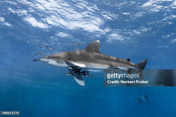 oceanic whitetip shark (carcharhinus longimanus) surrounded by pilot fishes (naucrates ductor) floats in the open sea, red sea, egypt - oceanic white tip shark stock pictures, royalty-free photos & images