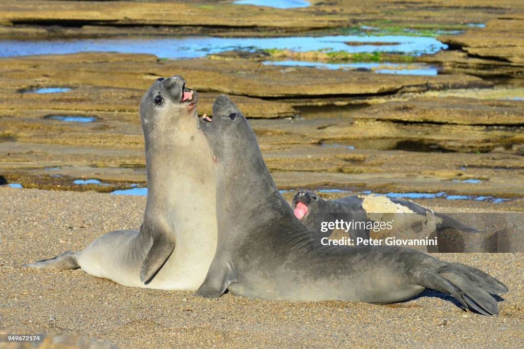 Two Southern elephant seals (Mirounga leonina) disputing on the beach, hierarchy, Isla Escondida, near Trelew, Chubut, Argentina