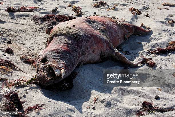 The carcass of a dead sea lion rots on a beach near Mejillones, Chile, on Aug. 23, 2009. Sea-lions are dying by the thousands on beaches in the north...