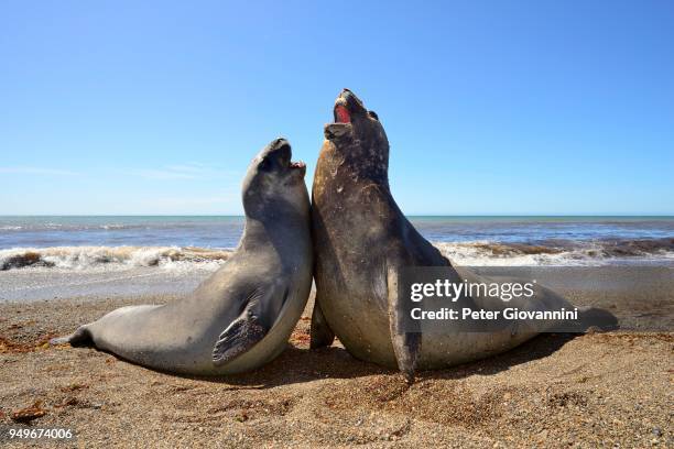 southern elephant seals (mirounga leonina), disputing, hierarchy, isla escondida, chubut, argentina - elefante marinho meridional imagens e fotografias de stock