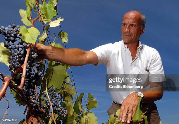 Jacques Frelin, general manager of Terroir Vivantes, examines organic grapes at Chateau Bousquette in Cessenon, France on Thursday, Aug. 20, 2009....