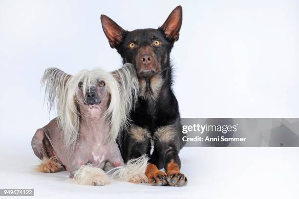 chinese crested hairless dog, male and australian kelpie, choko-tan, male, sitting next to each other - australian kelpie stock pictures, royalty-free photos & images