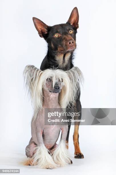 chinese crested hairless dog, male and australian kelpie, choko-tan, male, close together - australian kelpie stock pictures, royalty-free photos & images