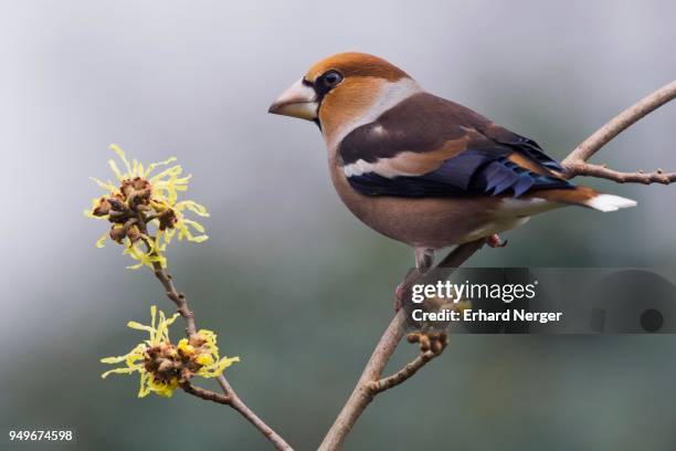 hawfinch (coccothraustes coccothraustes), sitting on a branch of the witch-hazel, emsland, lower saxony, germany - hamamelis photos et images de collection