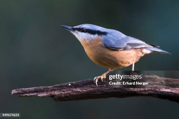 eurasian nuthatch (sitta europaea) sits on a branch, emsland, lower saxony, germany - sitta stockfoto's en -beelden