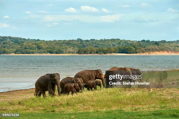 herd sri lankan elephants (elephas maximus maximus) grazing on lake minneriya, minneriya national park, northern central province, sri lanka - sri lankan elephant stock pictures, royalty-free photos & images