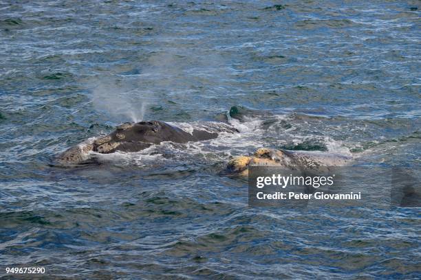 blowing southern right whale (eubalaena australis), dam with calf, near the peninsula valdes, province chubut, patagonia, argentina - セミクジラ科 ストックフォトと画像