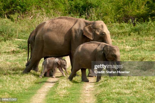 group sri lankan elephants (elephas maximus maximus) with young animal crossing a trail, minneriya national park, north central province, sri lanka - sri lankan elephant stock pictures, royalty-free photos & images