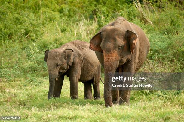 sri lankan elephants (elephas maximus maximus) grazing, minneriya national park, northern central province, sri lanka - スリランカゾウ ストックフォトと画像