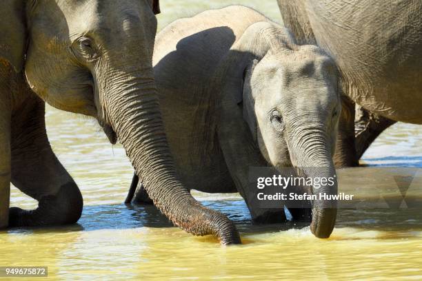 sri lankan elephants (elephas maximus maximus) in the water while drinking, minneriya national park, northern central province, sri lanka - sri lankan elephant stock pictures, royalty-free photos & images