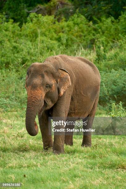 sri lankan elephant (elephas maximus maximus) while feeding, minneriya national park, northern central province, sri lanka - sri lankan elephant stock pictures, royalty-free photos & images