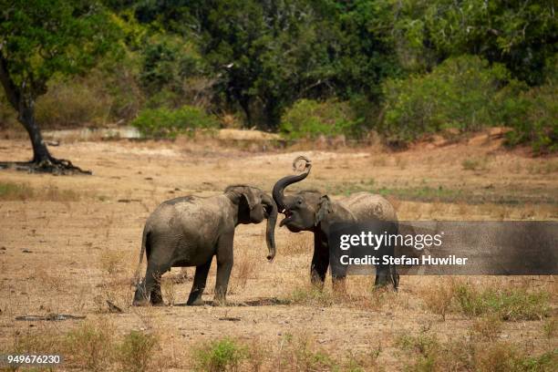 sri lankan elephants (elephas maximus maximus), social behaviour, young animals, playful fight, minneriya national park, northern central province, sri lanka - sri lankan elephant stock pictures, royalty-free photos & images