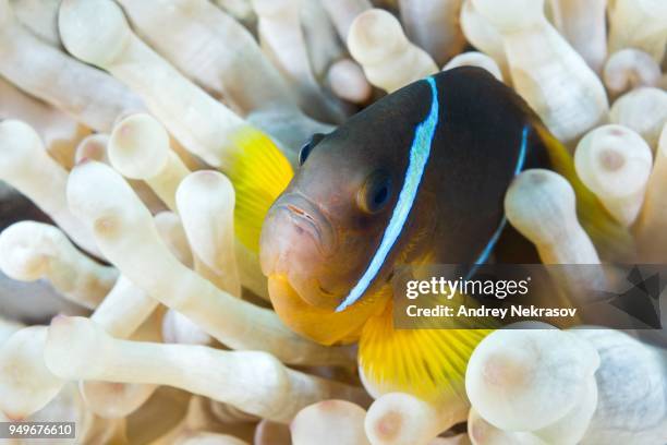 red sea anemonefish (amphiprion bicinctus) hiding in white albinism bubble anemone (entacmaea quadricolor), red sea, dahab, egypt - entacmaea quadricolor stock pictures, royalty-free photos & images