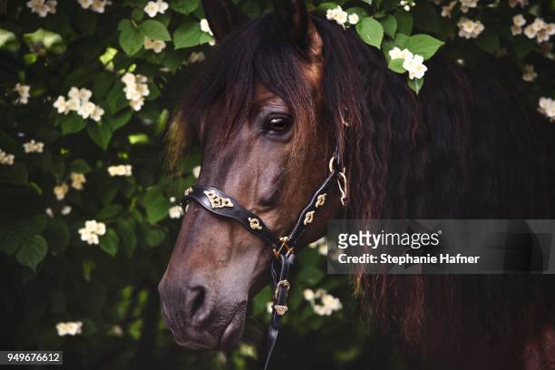 andalusian (equus), animal portrait between blossoms, germany - andalusian horse stock pictures, royalty-free photos & images
