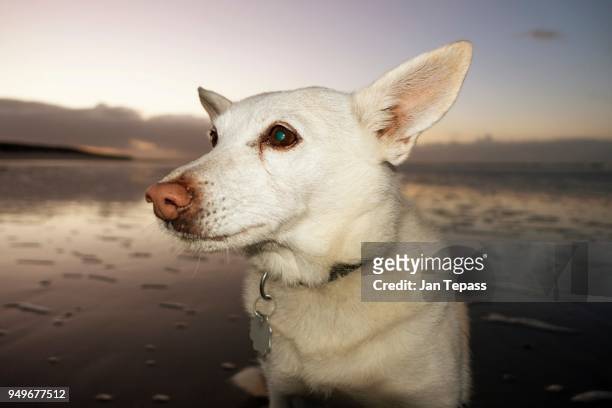 dog on the beach, portrait, langeoog, lower saxony, germany - langeoog photos et images de collection