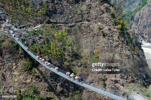 Train of mules cross a bridge two days walk from Arughat Bazaar on the Manaslu Circuit in Nepal. The 16-day Manaslu Circuit is part of the Great...