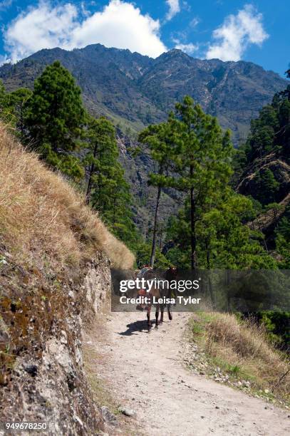 Mules near Philim on the the Manaslu Circuit, 5 days from the trailhead at Arughat Bazaar. The 16-day Manaslu Circuit is part of the Great Himalaya...