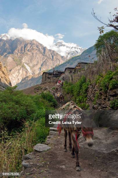 Mules on the Manaslu Circuit near Namrung, 6 days from the trailhead at Arughat Bazaar. The 16-day Manaslu Circuit is part of the Great Himalaya...