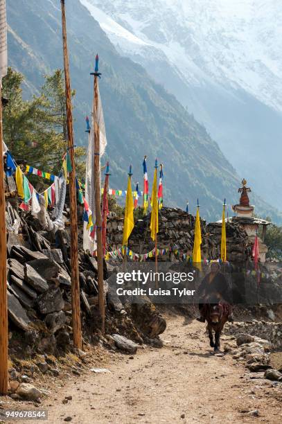 Local man on a horse going past a Mani wall on the Manaslu Circuit near Lho, 7 days from the trailhead at Arughat Bazaar. The 16-day Manaslu Circuit...