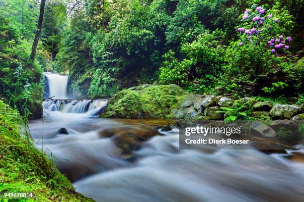 geroldsauer wasserfall, waterfall, rhododendron blossom, black forest, baden-baden, baden-wuerttemberg, germany - wasserfall stock pictures, royalty-free photos & images