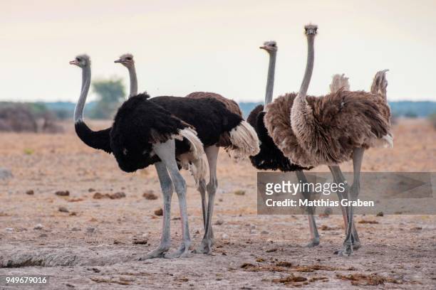 ostriches (struthio camelus), group with males and females, nxai-pan national park, ngamiland district, botswana - ngamiland stock-fotos und bilder