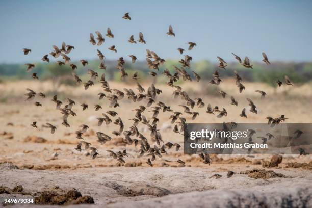 red-billed quelea (quelea quelea), swarm flies up at a waterhole, nxai pan national park, ngamiland district, botswana - red billed queleas stock pictures, royalty-free photos & images