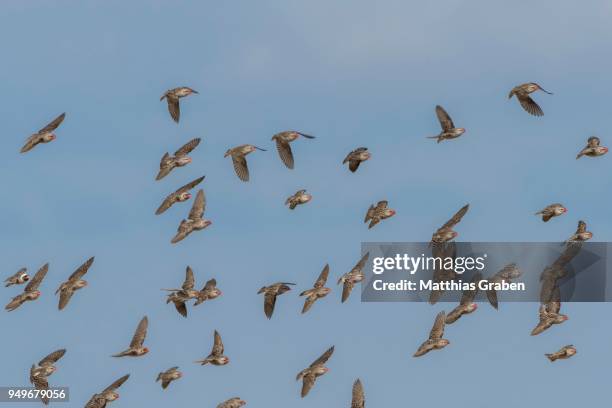 red-billed quelea (quelea quelea), flying swarm, nxai pan national park, ngamiland district, botswana - red billed quelea (quelea quelea) stock pictures, royalty-free photos & images