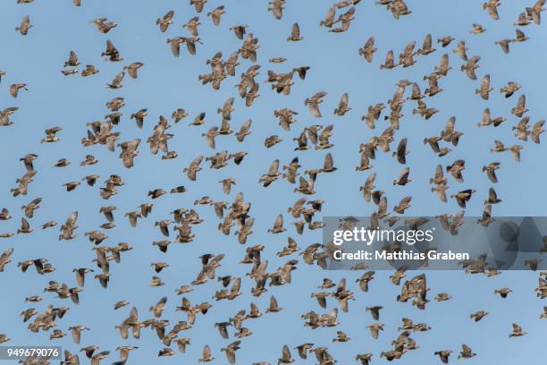 red-billed quelea (quelea quelea), flying swarm, nxai pan national park, ngamiland district, botswana - red billed queleas stock pictures, royalty-free photos & images