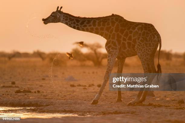 giraffe (giraffa camelopardalis), drinks at a waterhole at sunset, nxai pan national park, ngamiland district, botswana - ngamiland stock-fotos und bilder