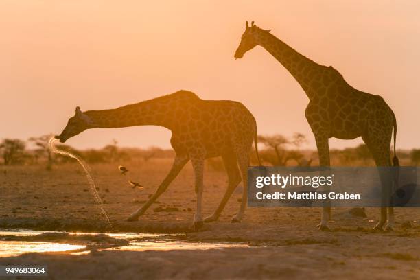 giraffes (giraffa camelopardalis), drinking at sunset at a waterhole, nxai pan national park, ngamiland district, botswana - ngamiland stock-fotos und bilder