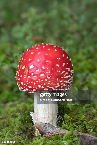 red fly agaric (amanita muscaria) on waldboen, burgenland, austria - agaricomycotina stock pictures, royalty-free photos & images